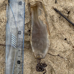 Scyliorhinus stellaris