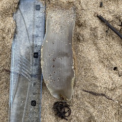 Scyliorhinus stellaris