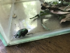 Coprophanaeus saphirinus