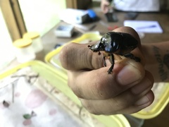 Coprophanaeus cyanescens