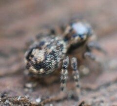 Mexigonus morosus