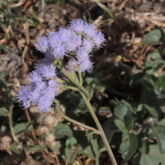 Ageratum houstonianum