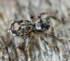 Mexigonus morosus