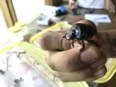 Coprophanaeus cyanescens