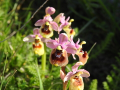 Ophrys tenthredinifera