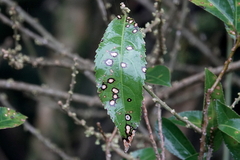Melicytus ramiflorus