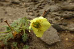 Papaver radicatum