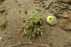 Papaver radicatum