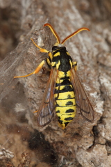Eusphecia pimplaeformis