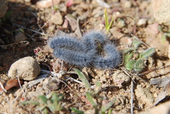 Thaumetopoea herculeana