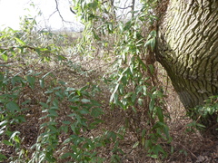 Lonicera acuminata