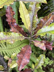 Quintinia serrata