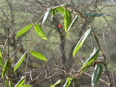 Lonicera acuminata