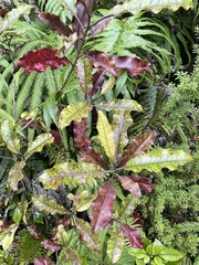 Quintinia serrata