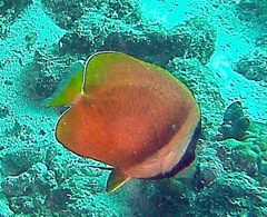 Chaetodon kleinii