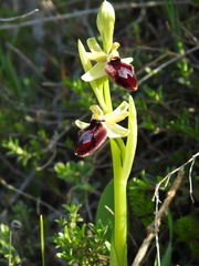 Ophrys promontorii