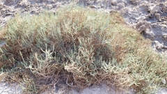 Allenrolfea occidentalis