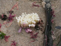 Rapaninae
