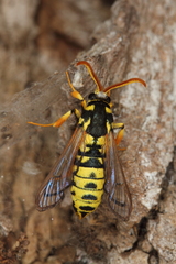 Eusphecia pimplaeformis