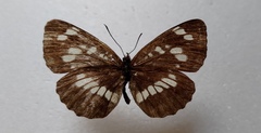 Neptis rivularis