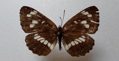 Neptis rivularis