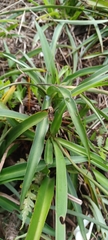 Chlorophytum comosum