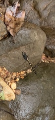 Macromia