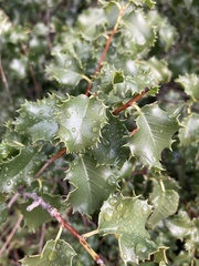 Prunus ilicifolia ilicifolia