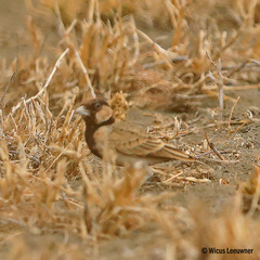 Eremopterix leucopareia