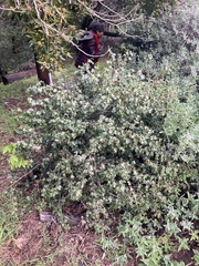 Prunus ilicifolia ilicifolia