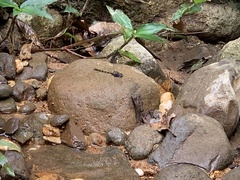 Macromia