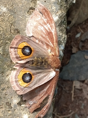 Automeris naranja