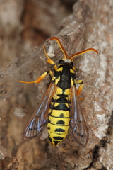 Eusphecia pimplaeformis