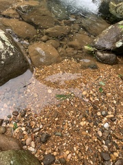 Macromia