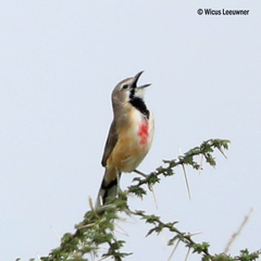 Rhodophoneus cruentus