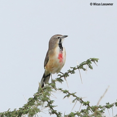 Rhodophoneus cruentus