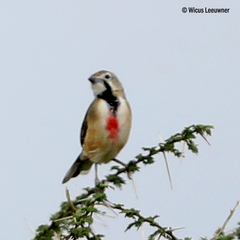 Rhodophoneus cruentus