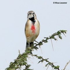 Rhodophoneus cruentus