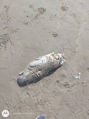 Prochilodus lineatus