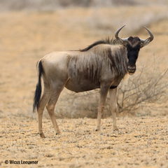 Connochaetes taurinus albojubatus