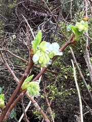 Oemleria cerasiformis