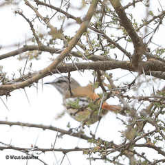 Cercotrichas leucophrys
