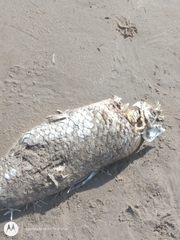Prochilodus lineatus