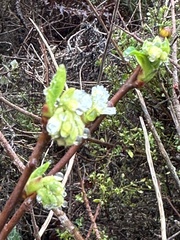 Oemleria cerasiformis