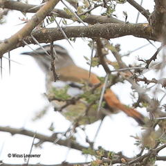 Cercotrichas leucophrys