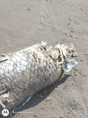 Prochilodus lineatus
