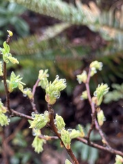 Oemleria cerasiformis