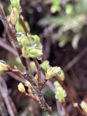 Oemleria cerasiformis
