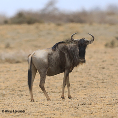 Connochaetes taurinus albojubatus