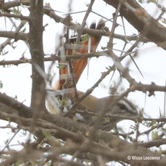 Cercotrichas leucophrys